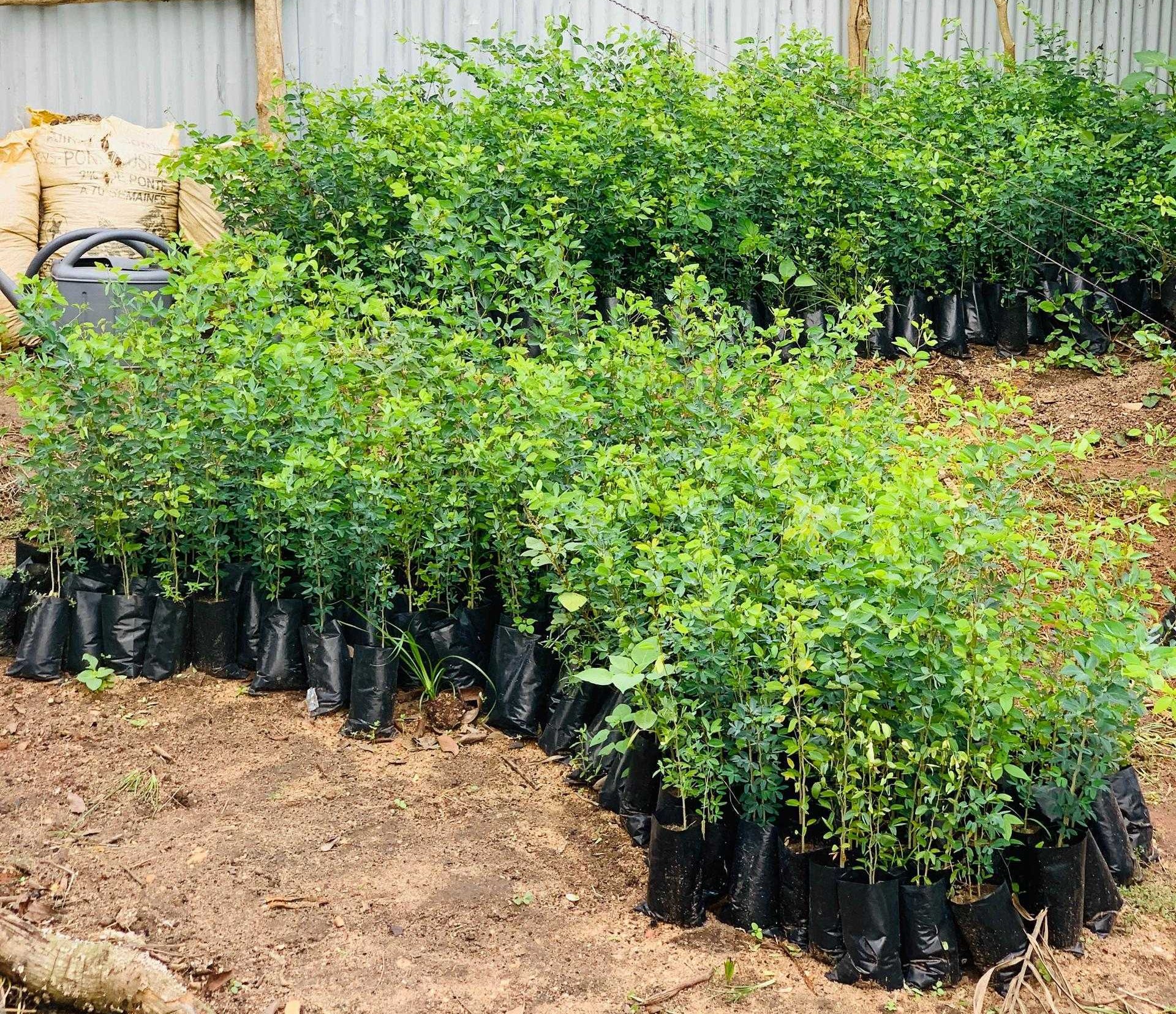 EDFA SARL : Génération Verte et Valorisation 